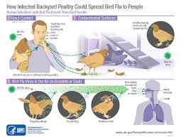 Avian influenza H5N9